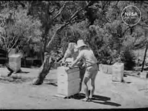 Bee-keeping on the move thumbnail image.