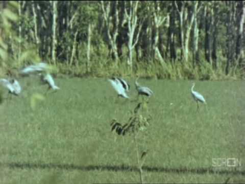 Birds and billabongs thumbnail image.