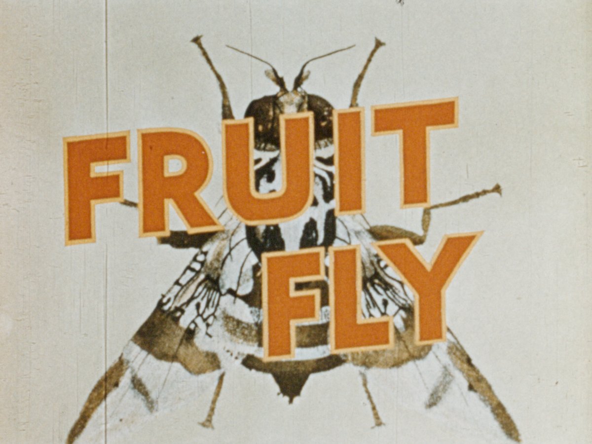 Fruit fly thumbnail image.