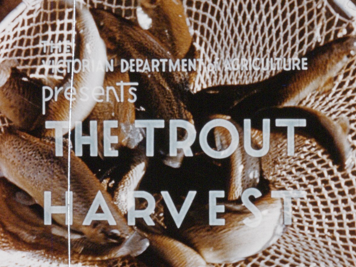 The Trout harvest thumbnail image.