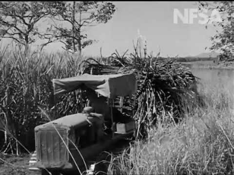 Cane cutters thumbnail image.