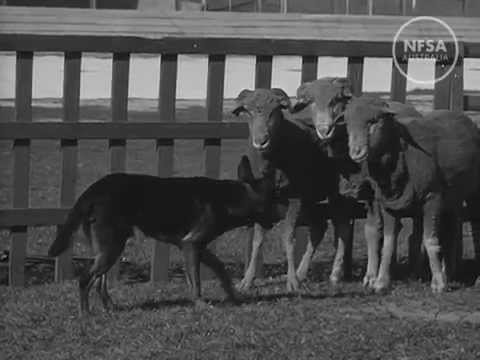 Australian diary. No. 009 thumbnail image.