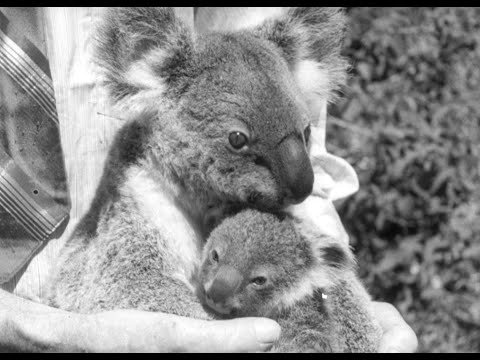 Australian diary. No. 022 thumbnail image.