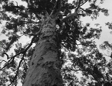 Among the Hardwoods thumbnail image.