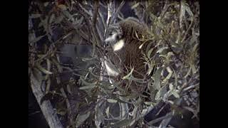 [Wallace Clarke Home Movies: Reel 6] thumbnail image.