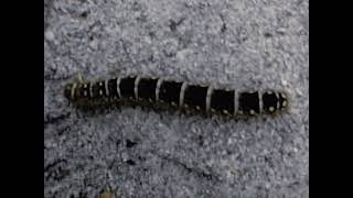 [Wallace Clarke Home Movies: Reel 11] thumbnail image.