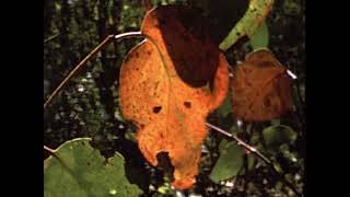 [Wallace Clarke Home Movies: Reel 13] thumbnail image.