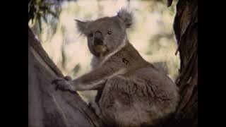 [Wallace Clarke Home Movies: Reel 17] thumbnail image.