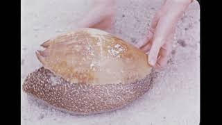 [Taronga Park; Sydney Harbour Bridge; The Great Barrier Reef; Peeping at Perth] thumbnail image.