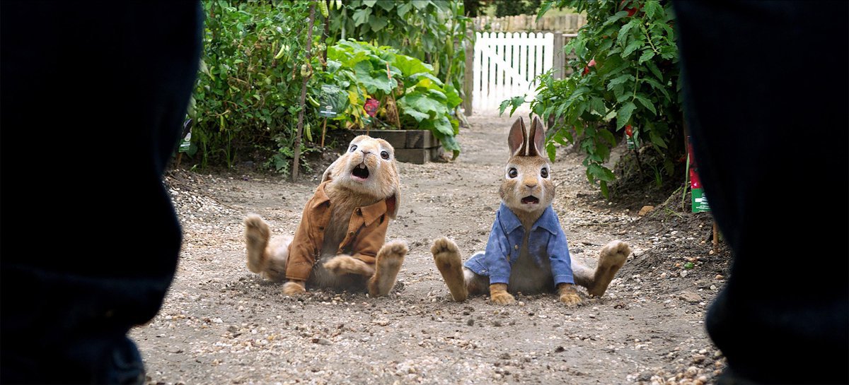 An image of Peter rabbit and another rabbit sitting flat legged on a pebbly garden road staring upwards in astonishment
