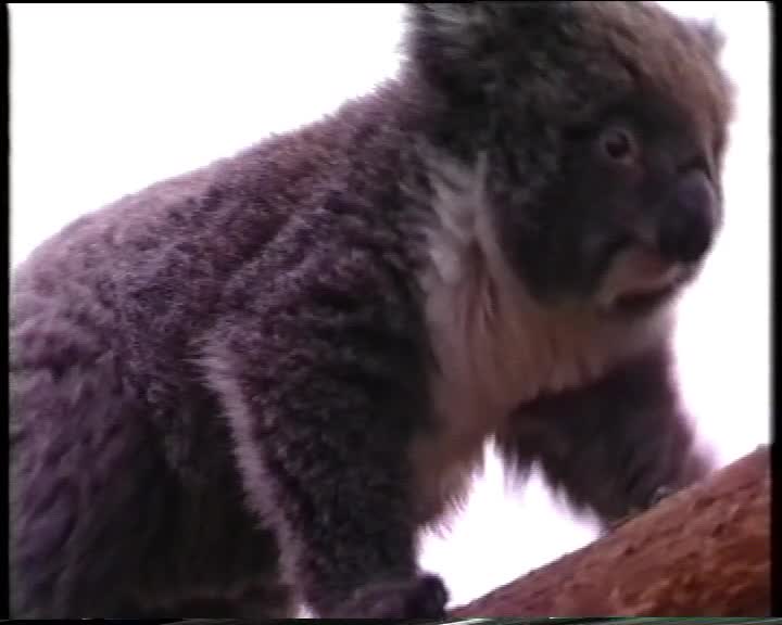 Why? thumbnail image.