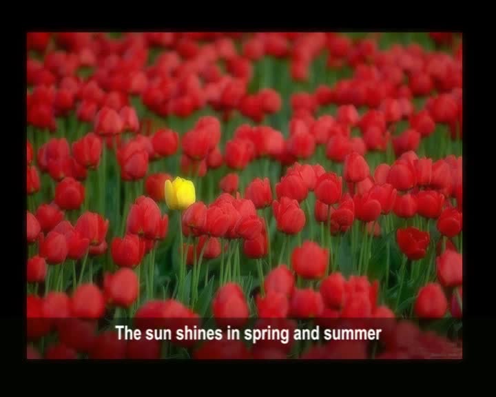 Visit to the Tulip Farm thumbnail image.