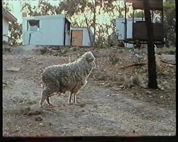 A still image from Tramways