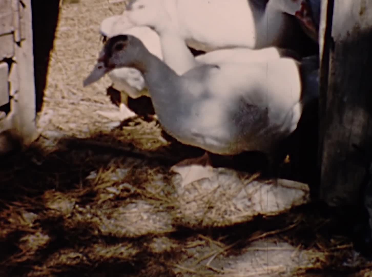 [Charles Hayes Home Movies: Reel 2] thumbnail image.