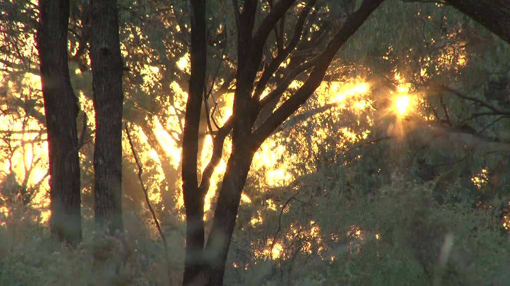 Marion of Colignan thumbnail image.