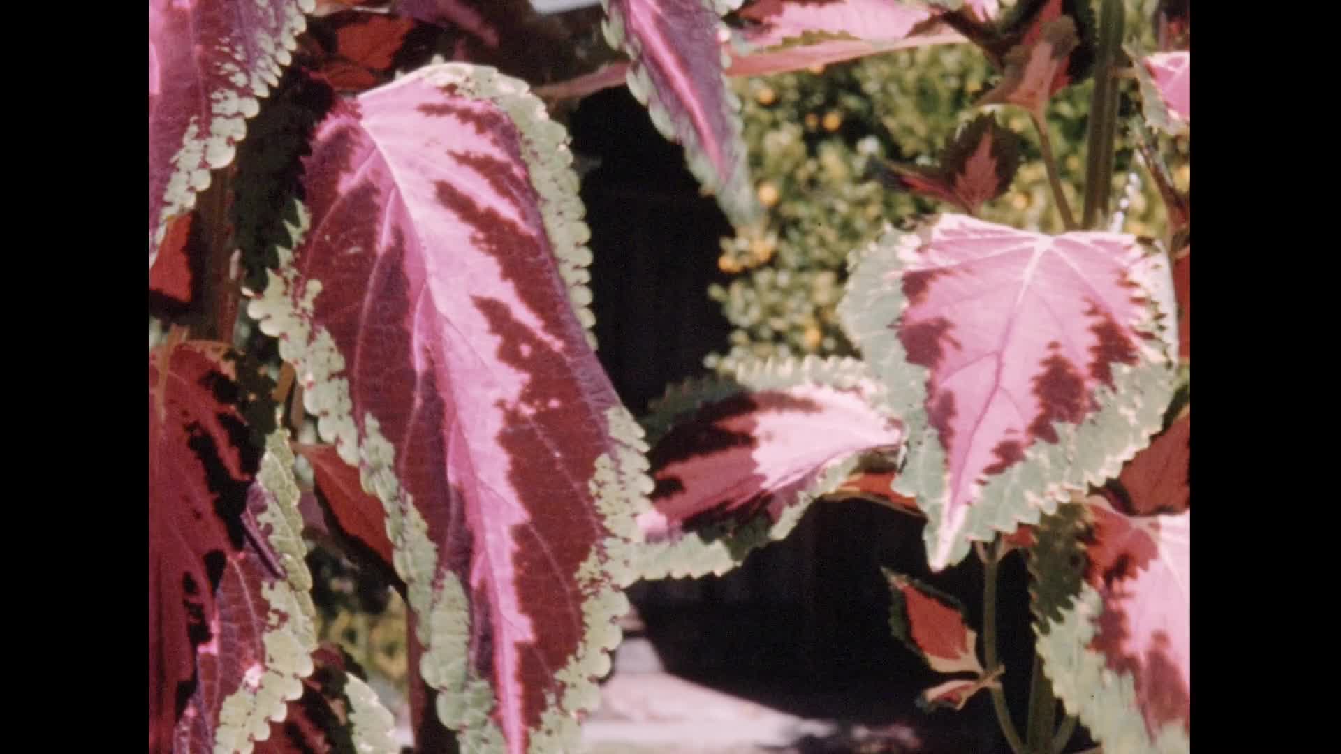 [KenRa Films Present: the Kenneth Rankine Home Movie Collection: Reel 33] thumbnail image.