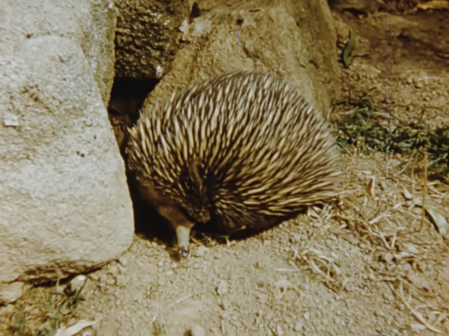 [Remix: Victorian Road Signs] thumbnail image.