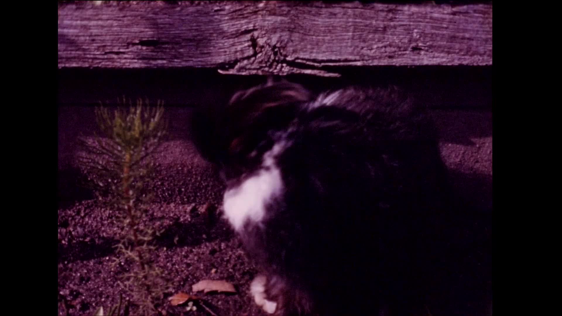 [KenRa Films Present: the Kenneth Rankine Home Movie Collection: Reel 3] thumbnail image.