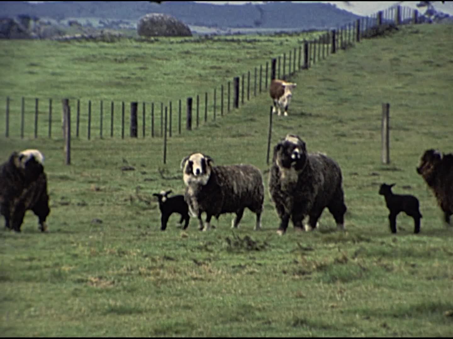 [Gadsden Family Home Movie Collection: Reel 21] thumbnail image.