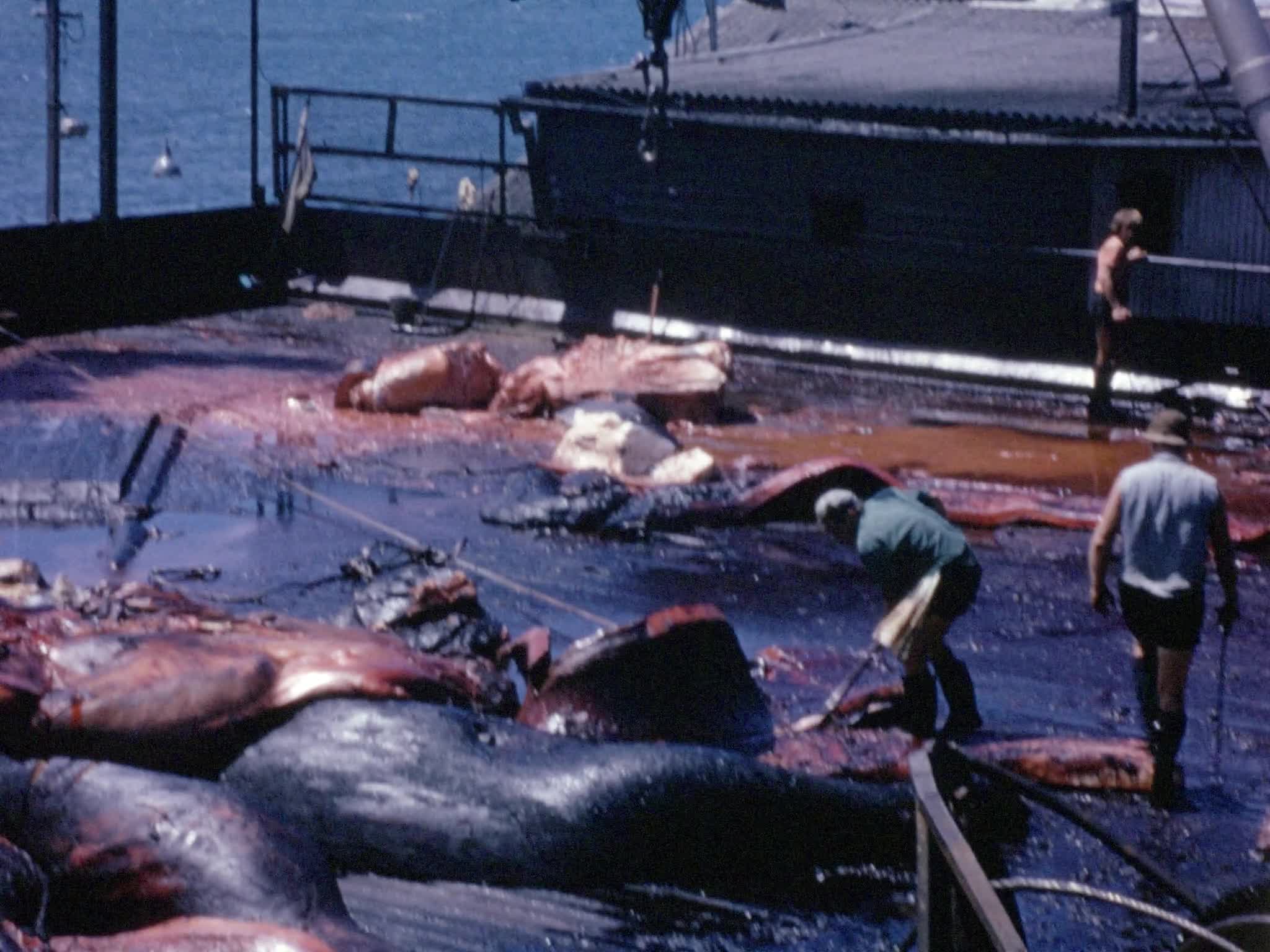 [George Malins Home Movies: Reel 16] thumbnail image.