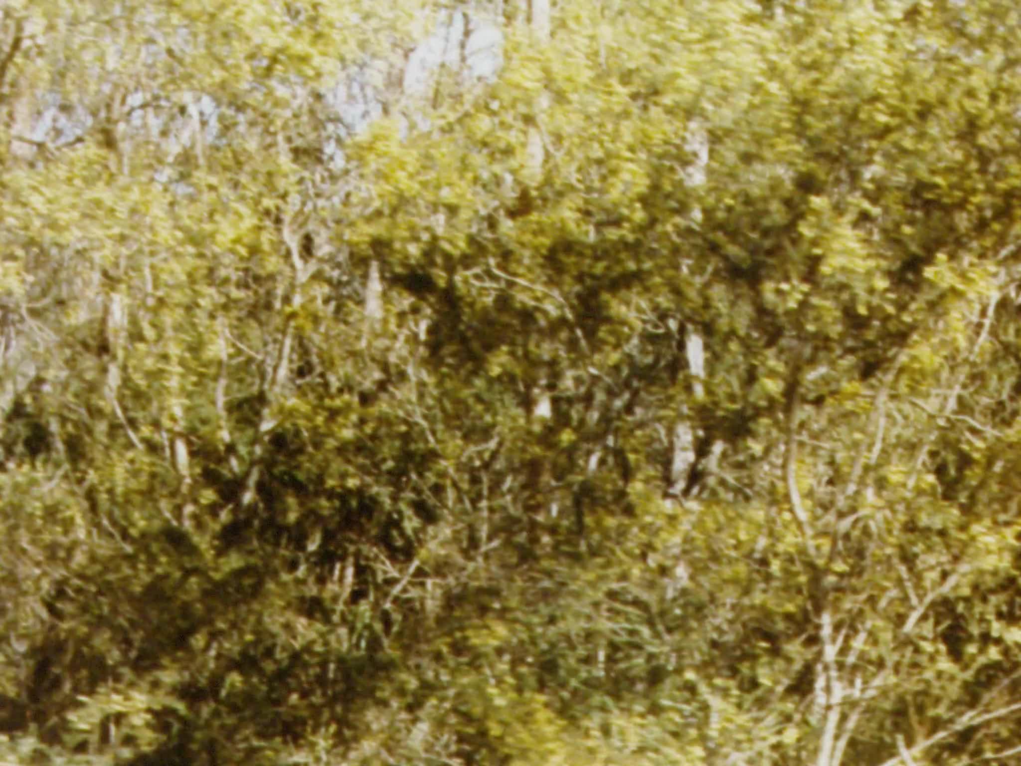 Grampians wonderland thumbnail image.