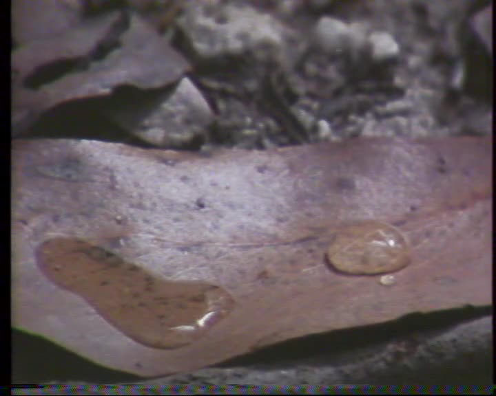 Water against wildfire thumbnail image.