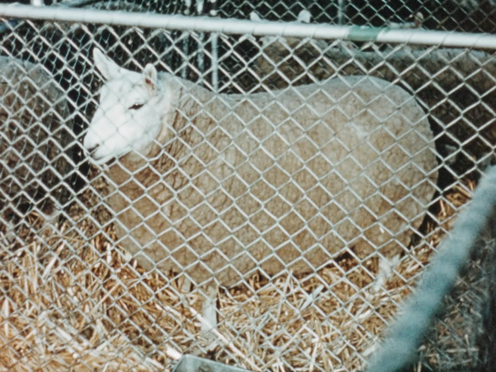 Showtime thumbnail image.