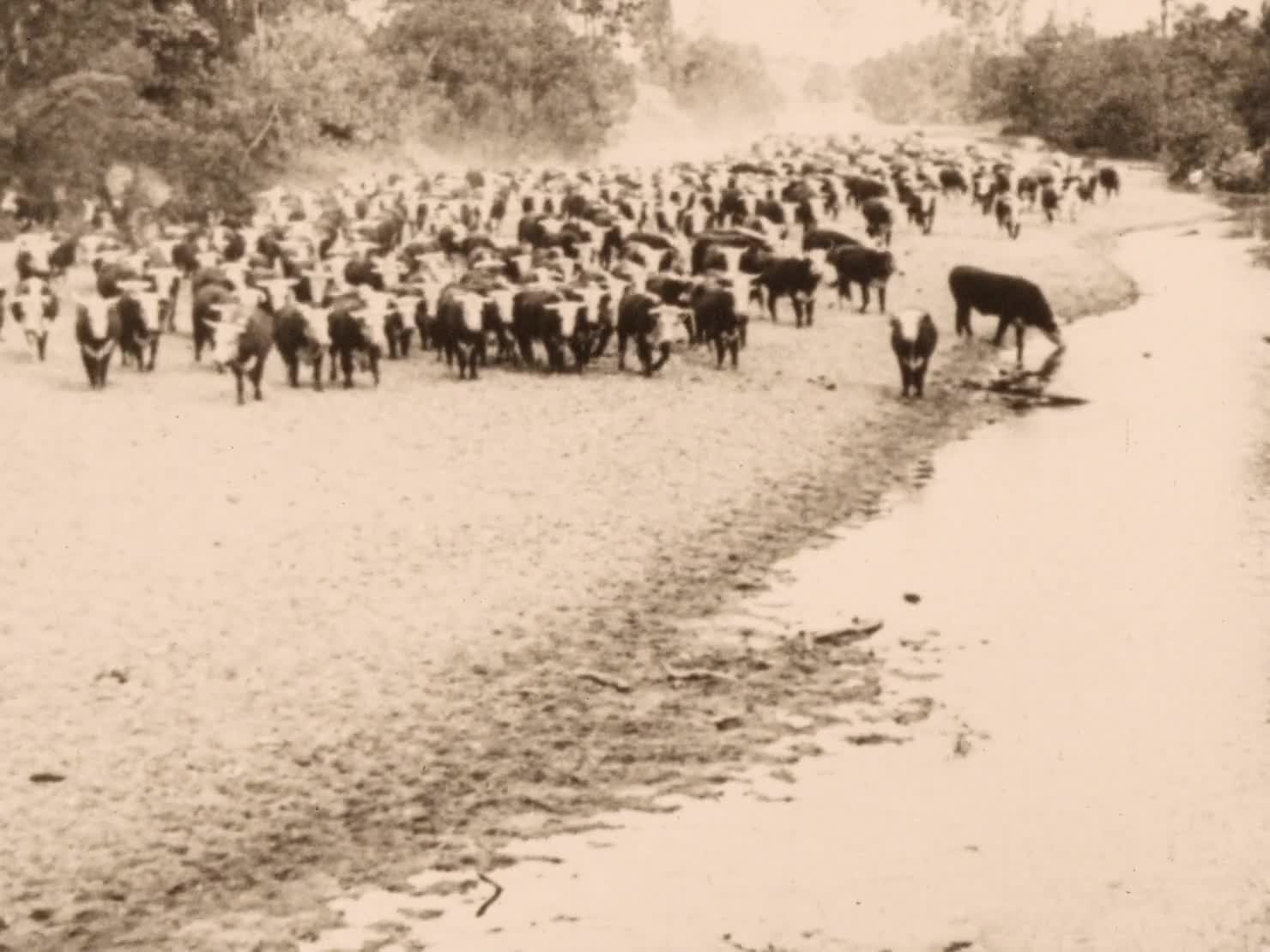 Glimpses of Australia. [No. 01?] thumbnail image.