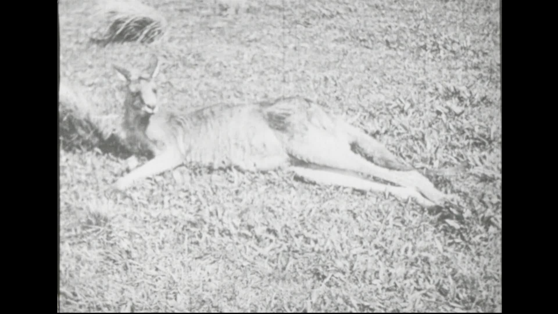 Australian gazette. No. 3 thumbnail image.