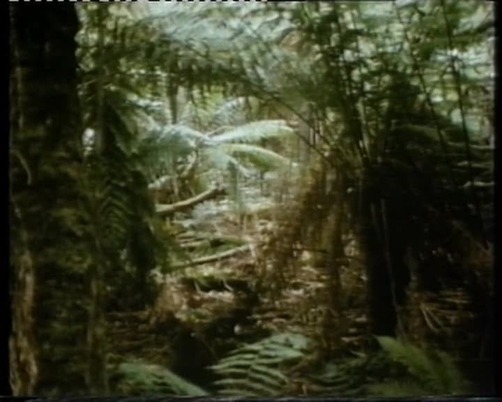 A still image from Kingdom of the Lyrebird