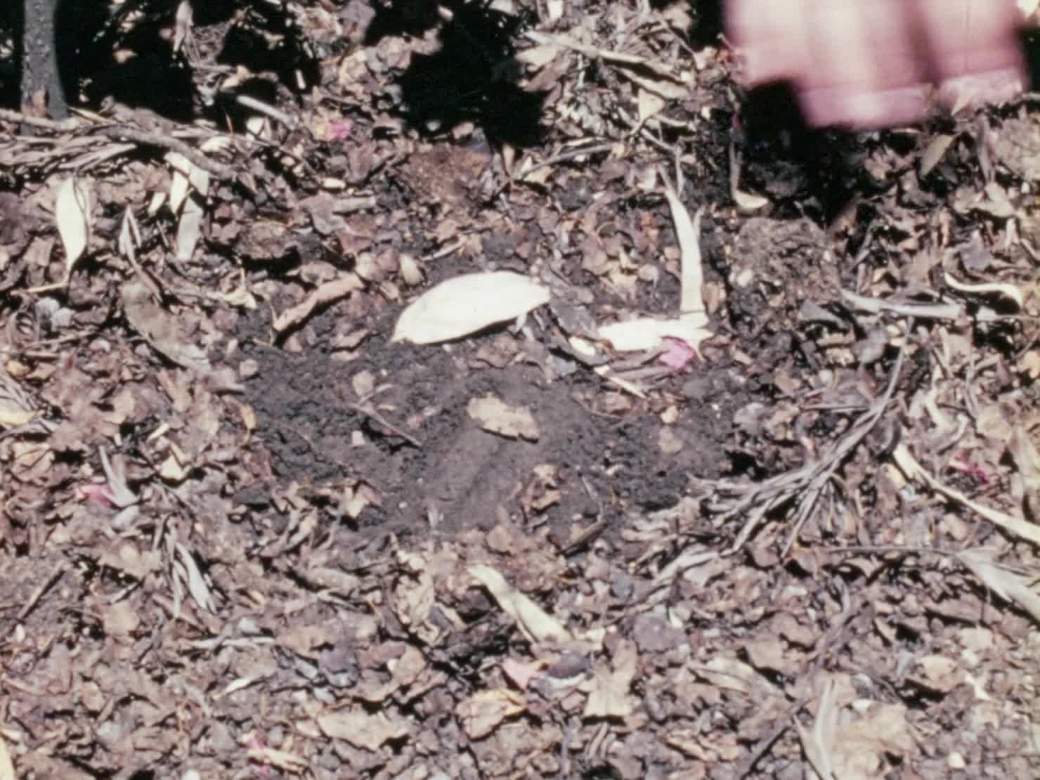 Green Fingers: Weed Control thumbnail image.