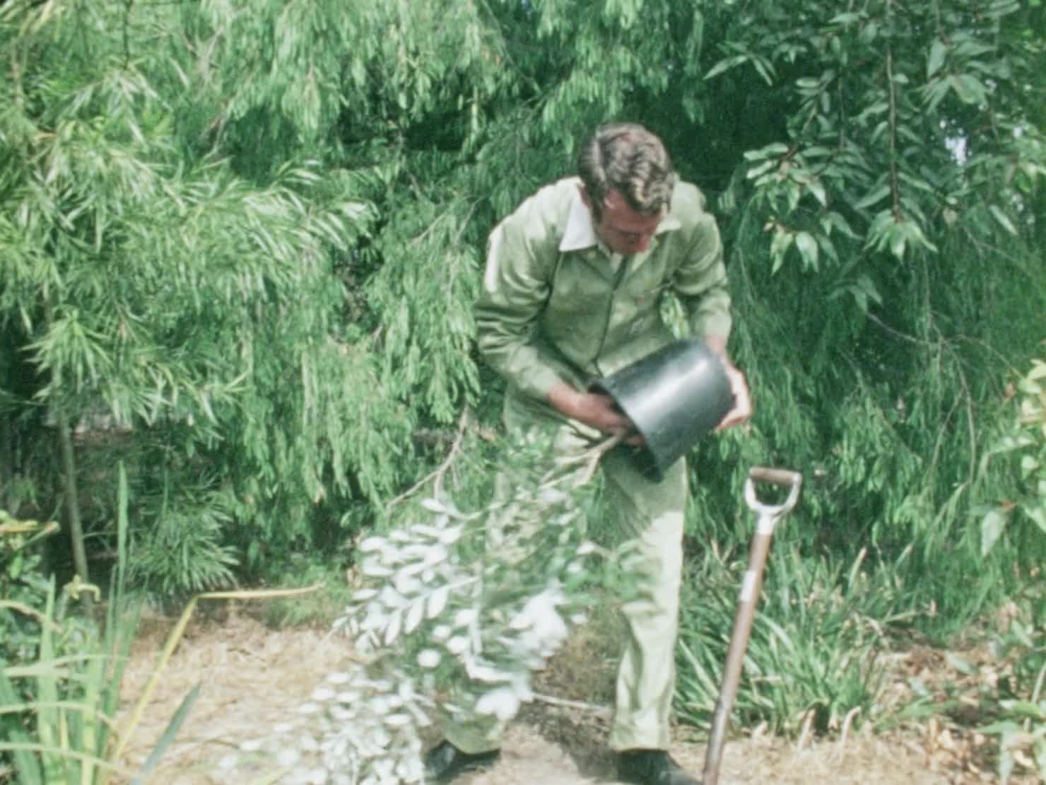 Green Fingers: Planting Evergreens thumbnail image.