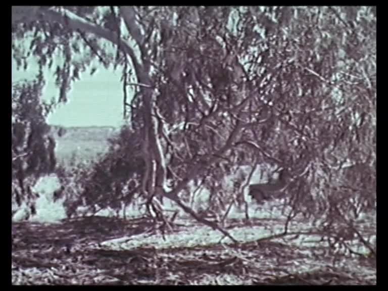 Wyperfeld thumbnail image.