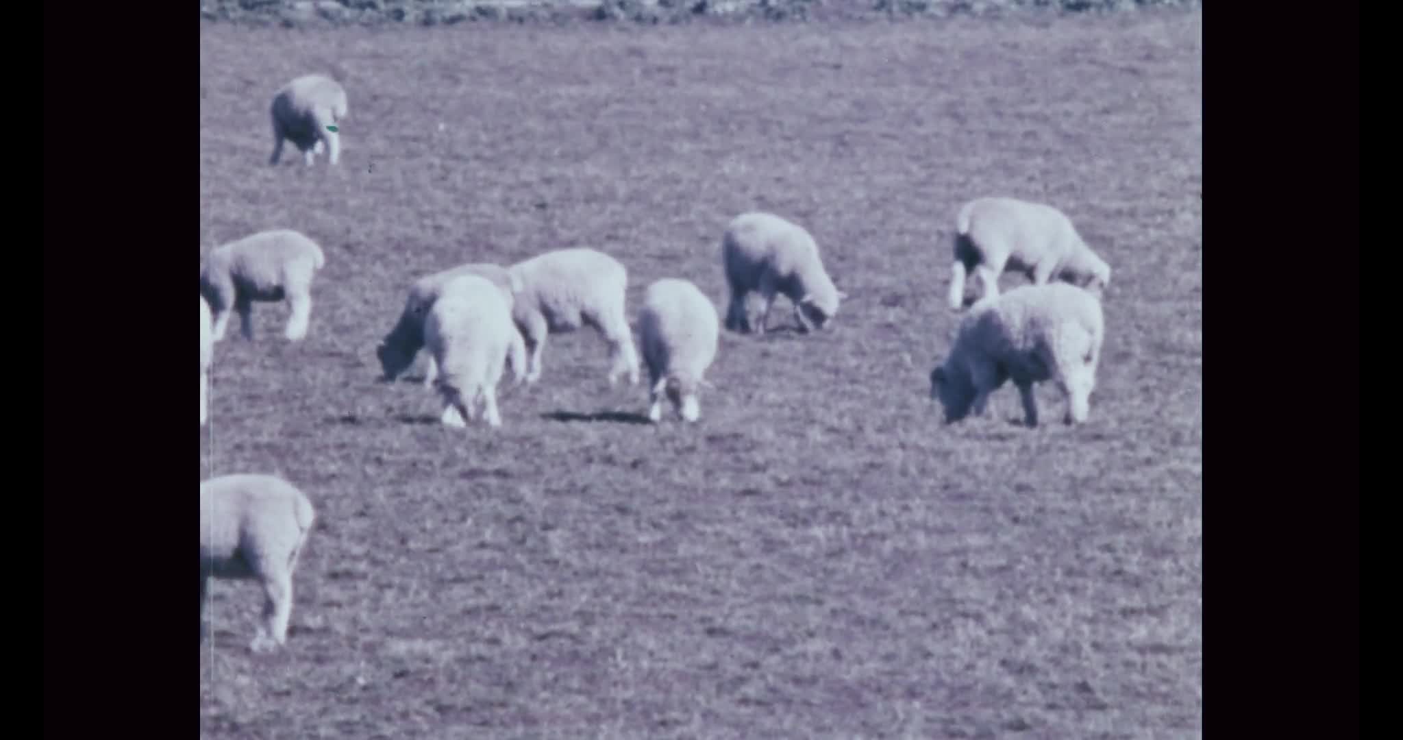 Australia's wheat thumbnail image.