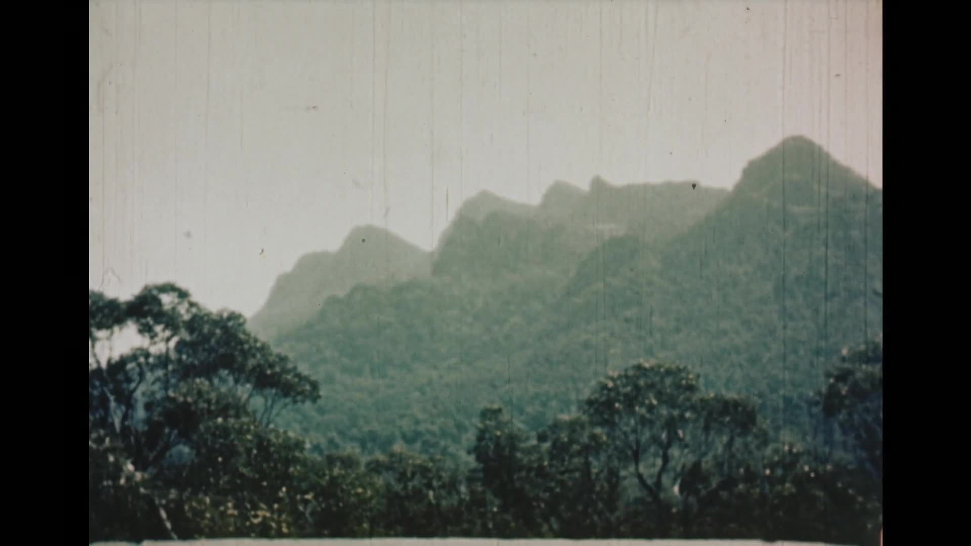 Wildflower Wonderland thumbnail image.