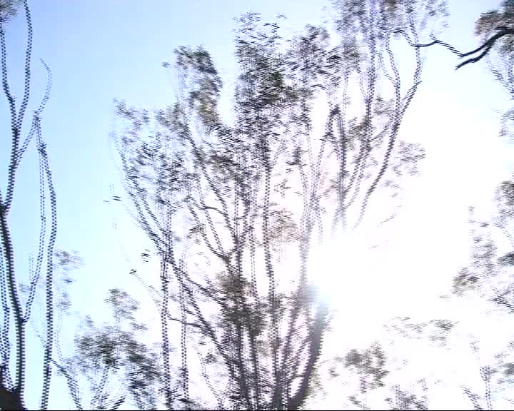 The Mallee tree thumbnail image.