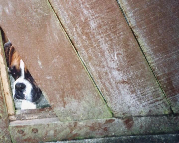 A still image from Dogs [Boys]