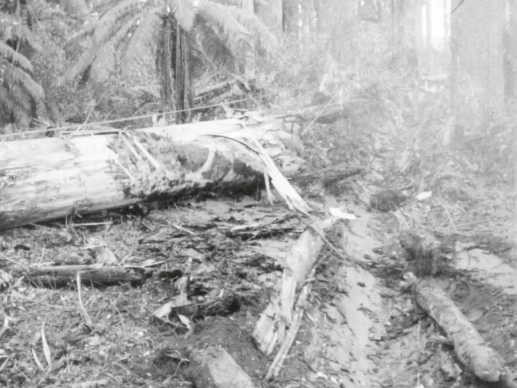 Timber thumbnail image.