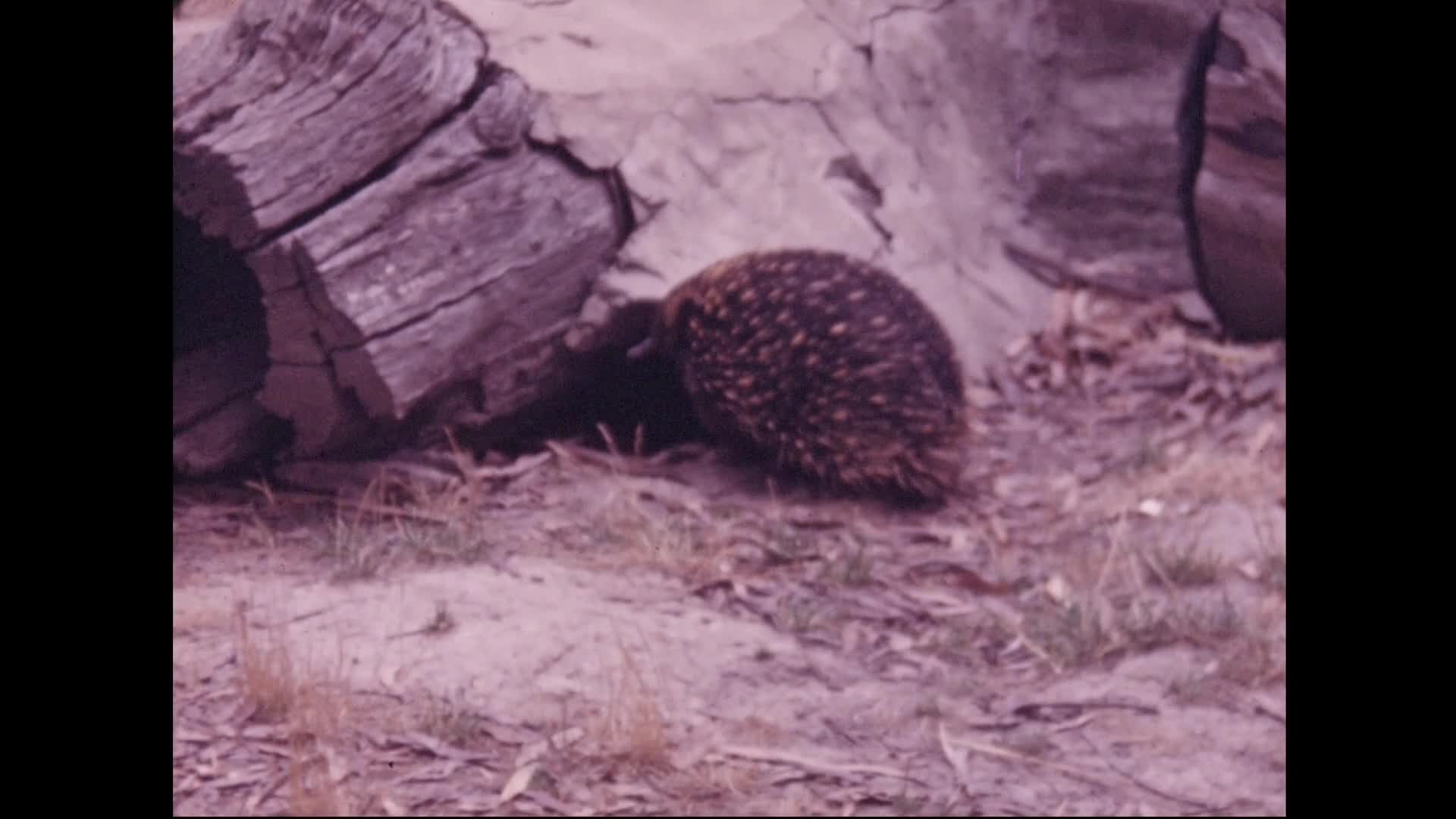 [KenRa Films Present: the Kenneth Rankine Home Movie Collection: Reel 9] thumbnail image.