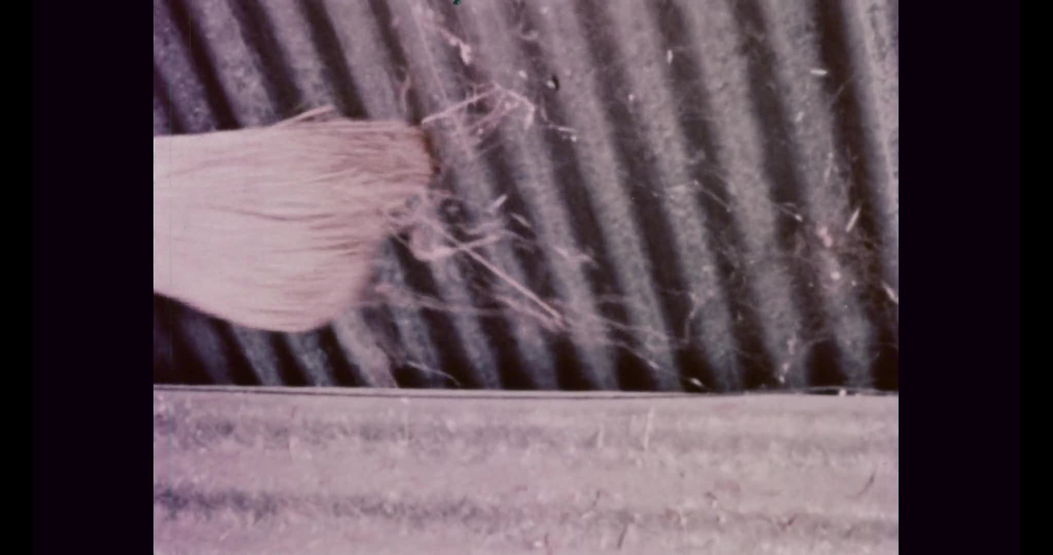 Weevils mean business thumbnail image.