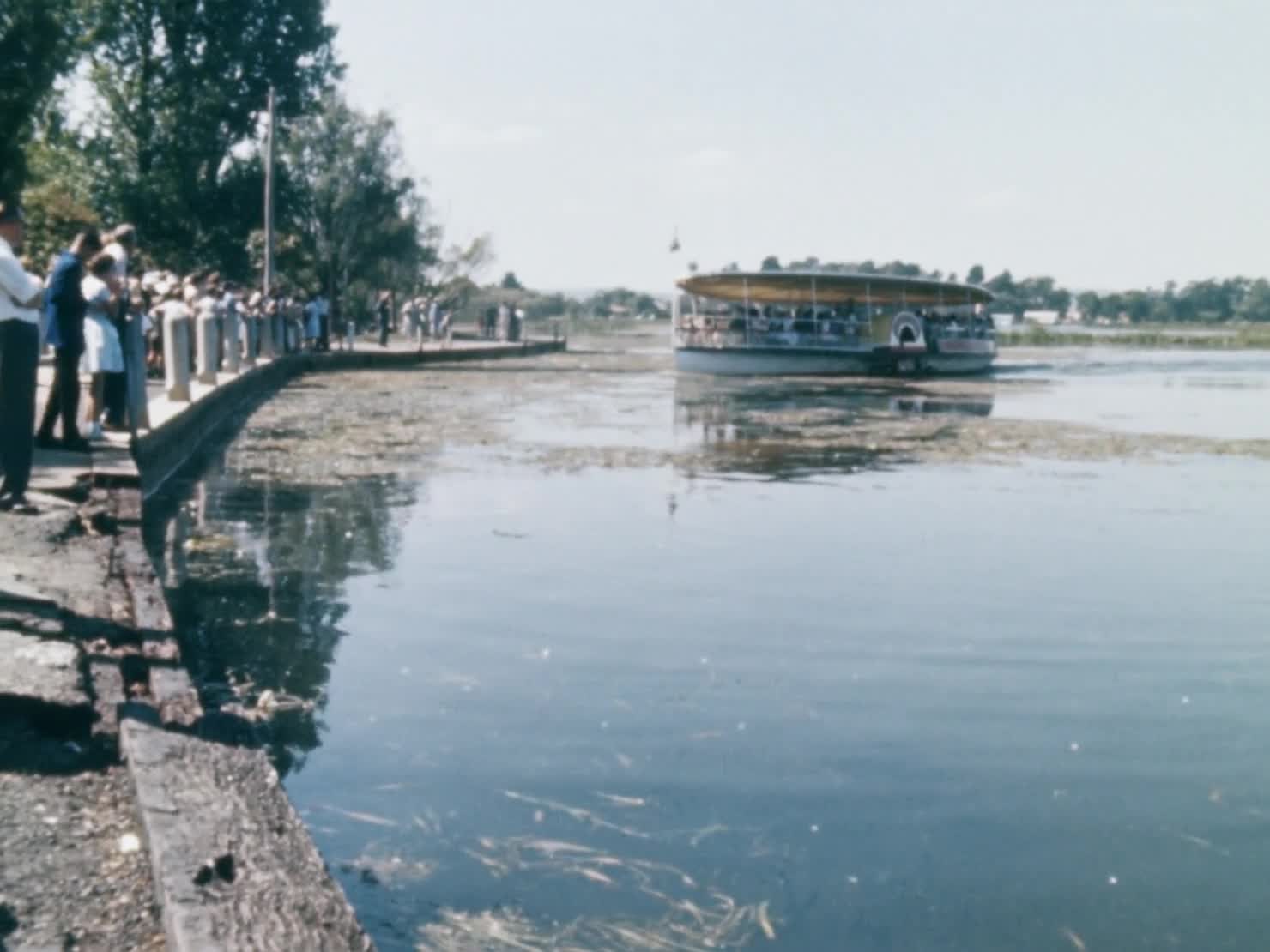 Begonia festival thumbnail image.