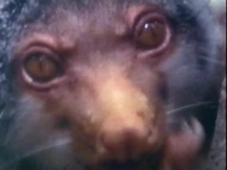 A still image from Daintree: The Vanishing Rainforest