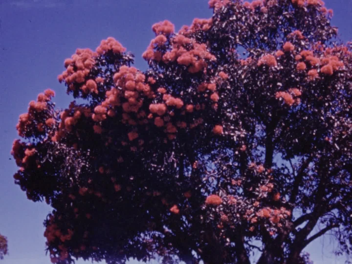 [KenRa Films Present: the Kenneth Rankine Home Movie Collection: Reel 19] thumbnail image.