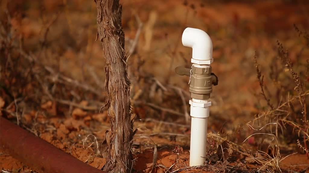 Grapes and wine: a family tradition thumbnail image.