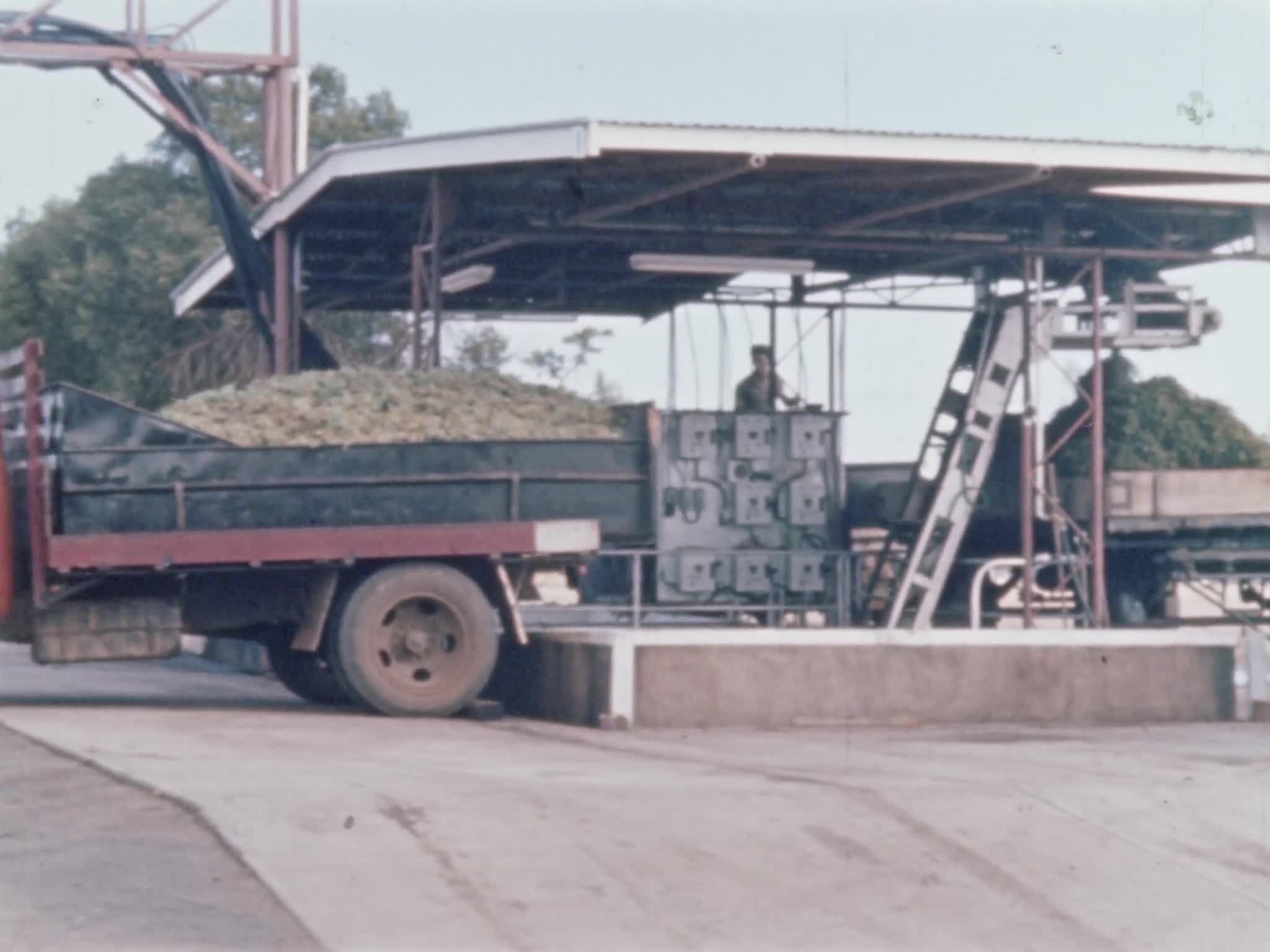 Grapes are growing thumbnail image.