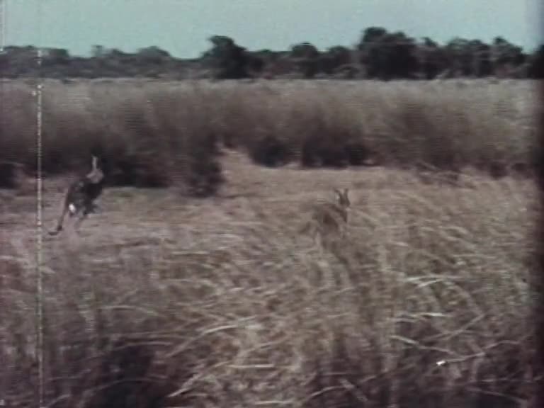 Gippsland Honeymoon thumbnail image.