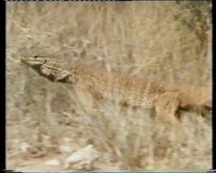 A still image from Life in the Desert