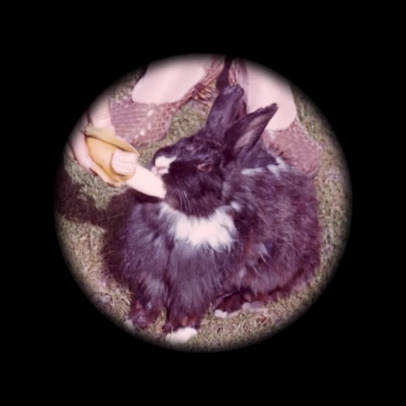 A still image from Animals