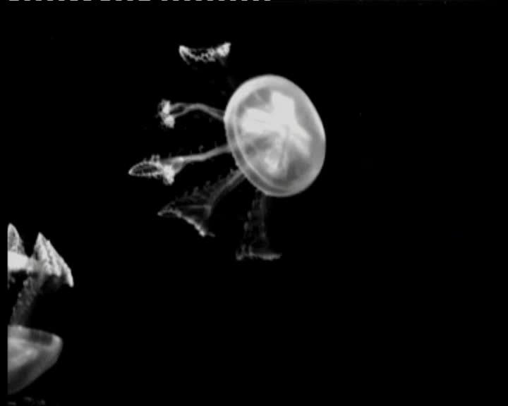 A still image from Knot @ home