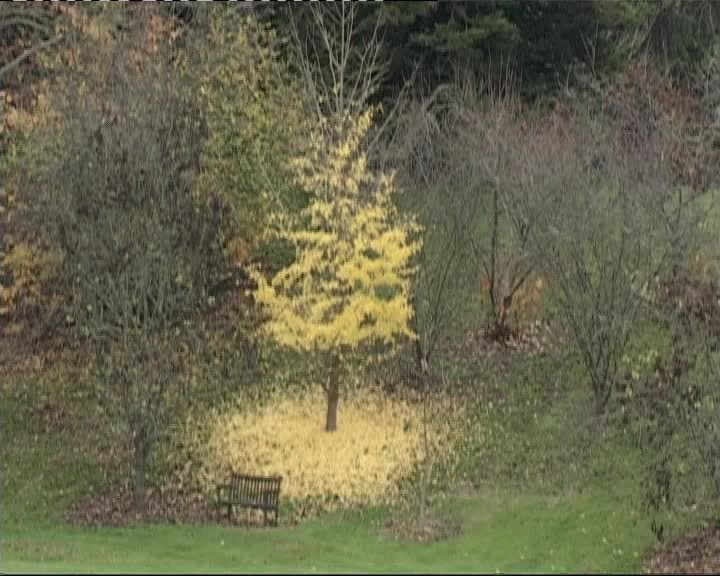 A still image from A Park for all seasons